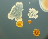 soil bacteria soil bacteria